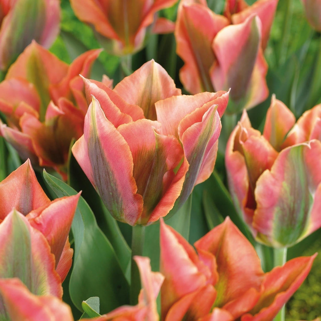 Tulp 'Artist'