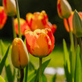 Tulp 'Banja Luka'