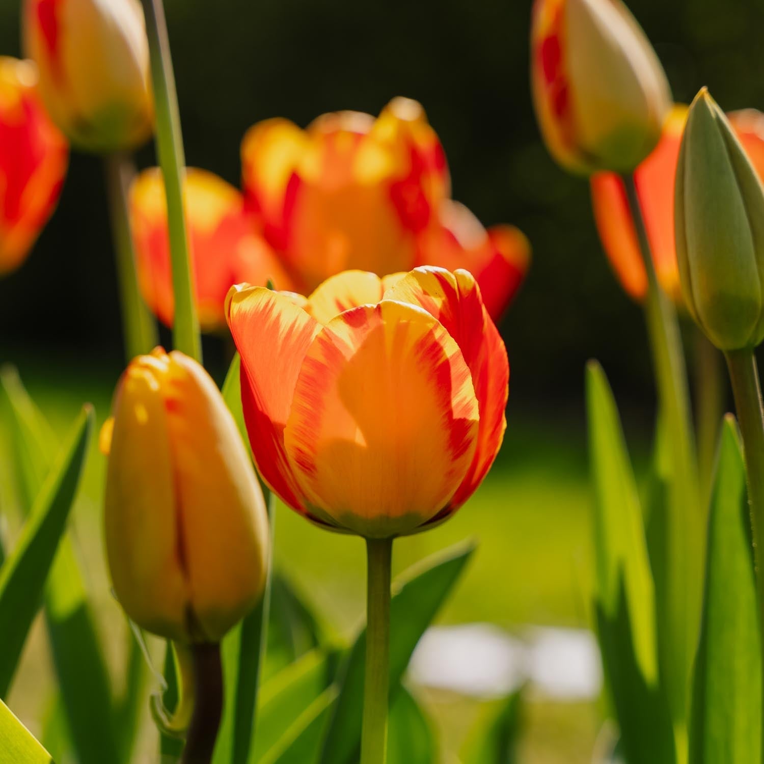 Tulp 'Banja Luka'