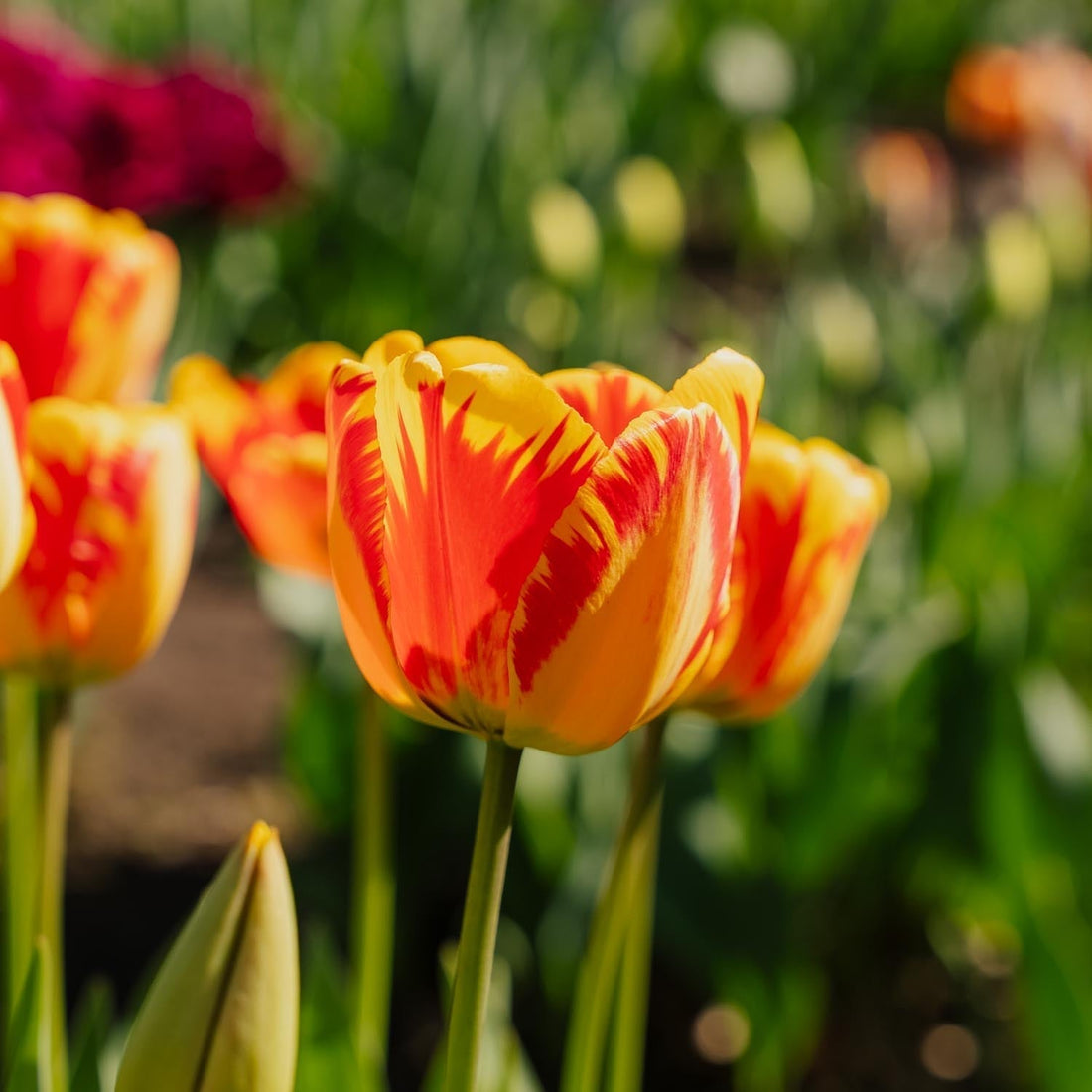 Tulp 'Banja Luka'