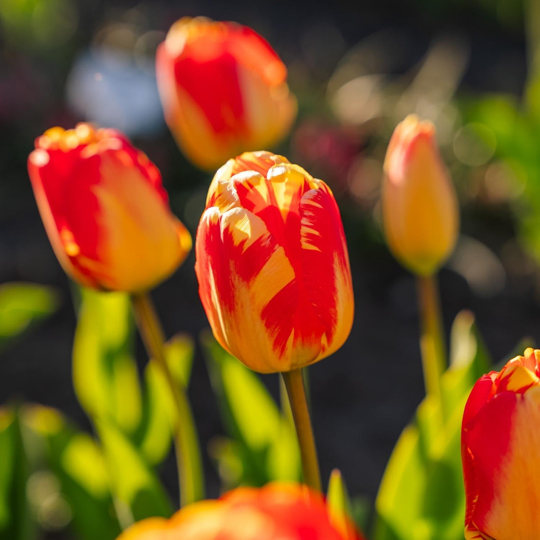 Tulp 'Banja Luka'