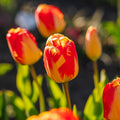 Tulp 'Banja Luka'