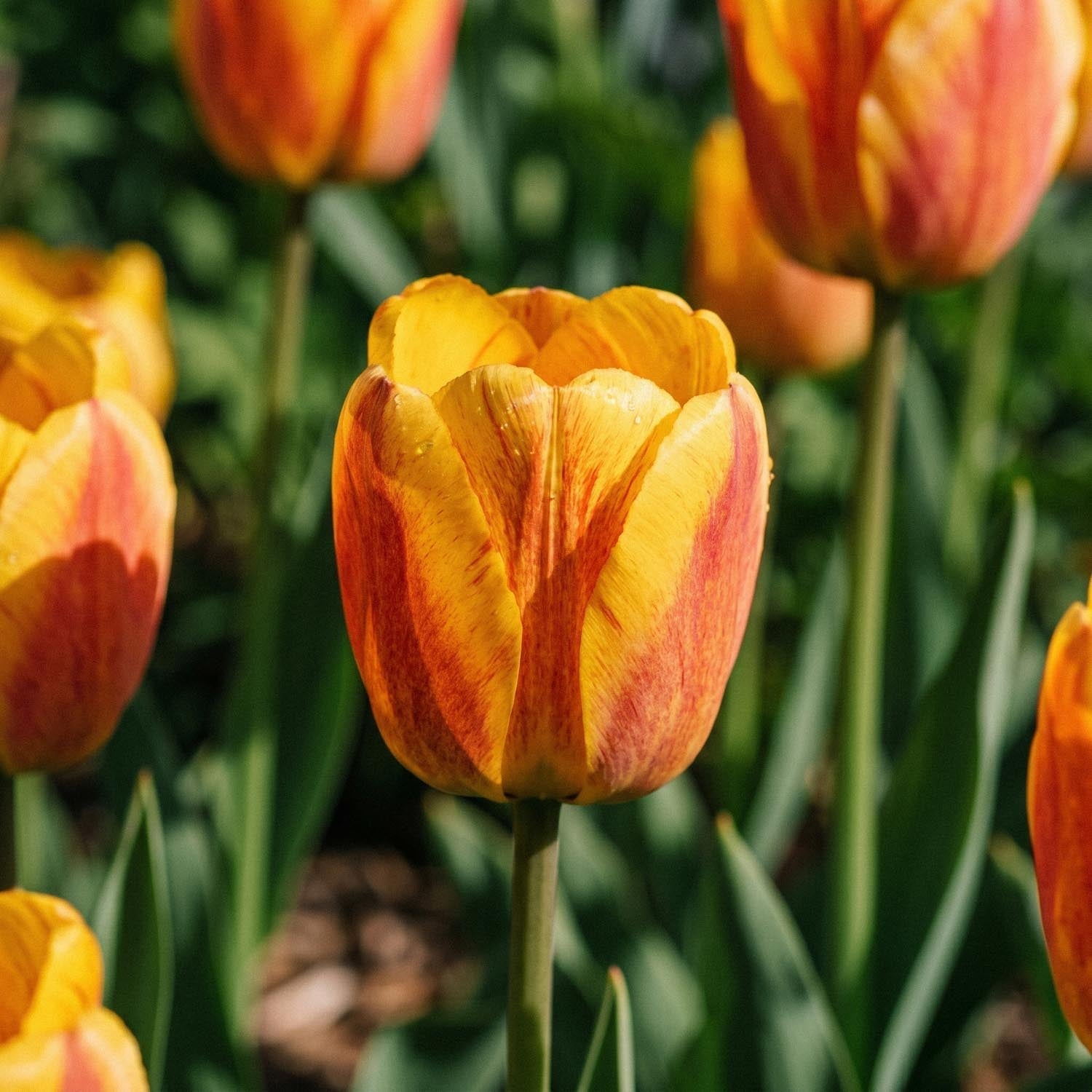 Tulp 'Beauty of Apeldoorn'