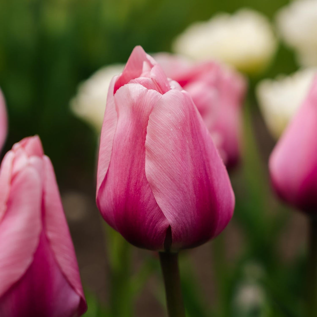 Tulp 'Big Love'