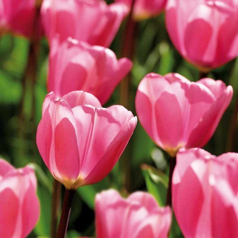 Tulp 'Big Love'