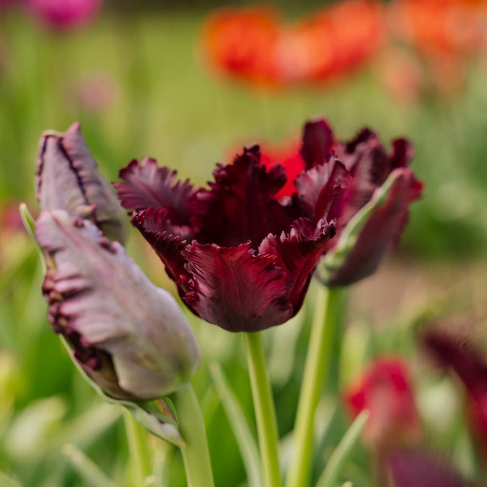 Tulp 'Black Parrot'