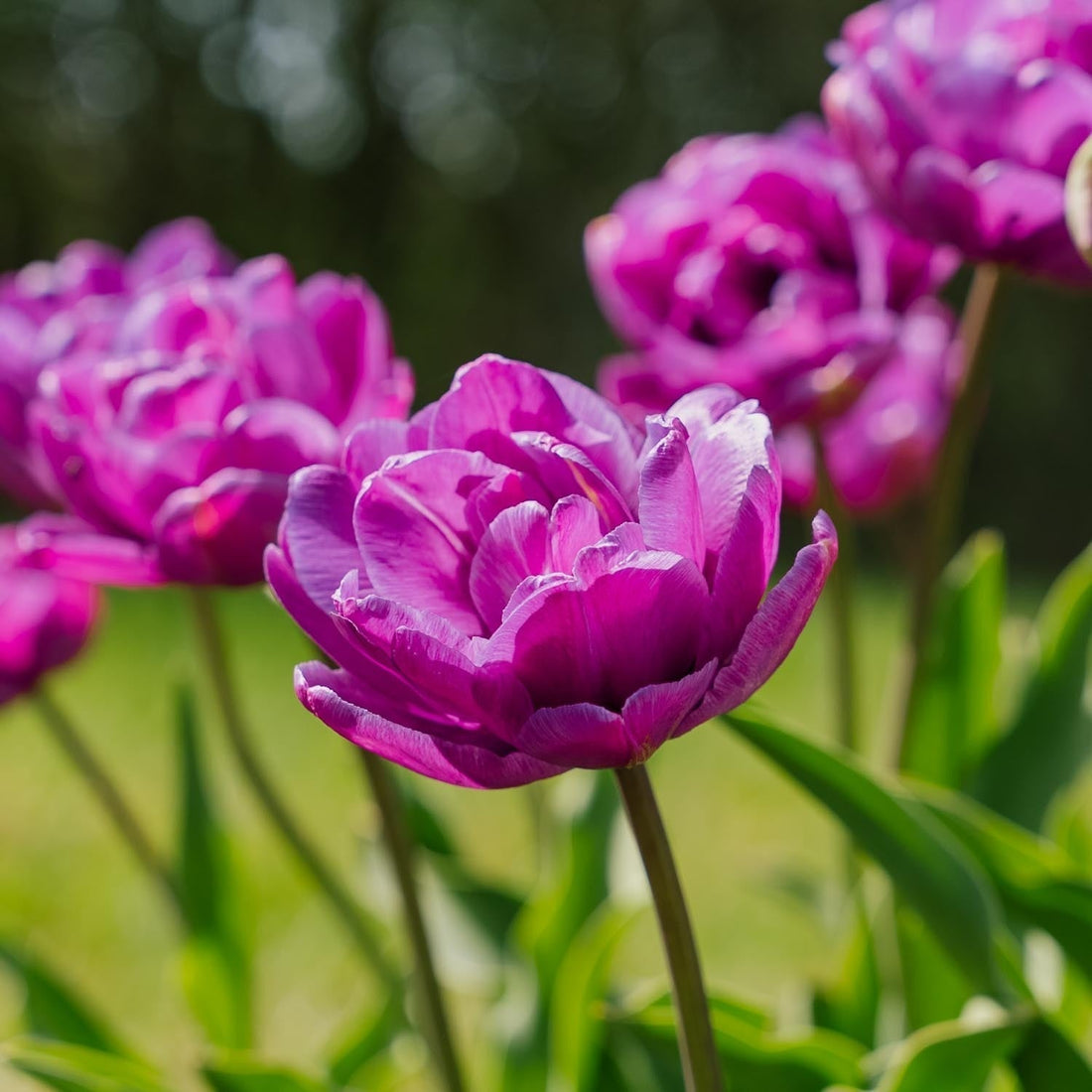 Tulp 'Blue Diamond'