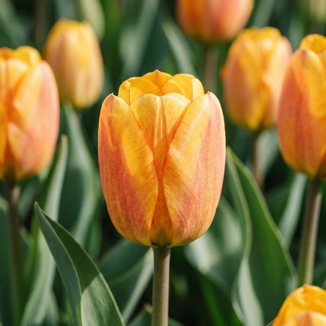 Tulp 'Blushing Apeldoorn'