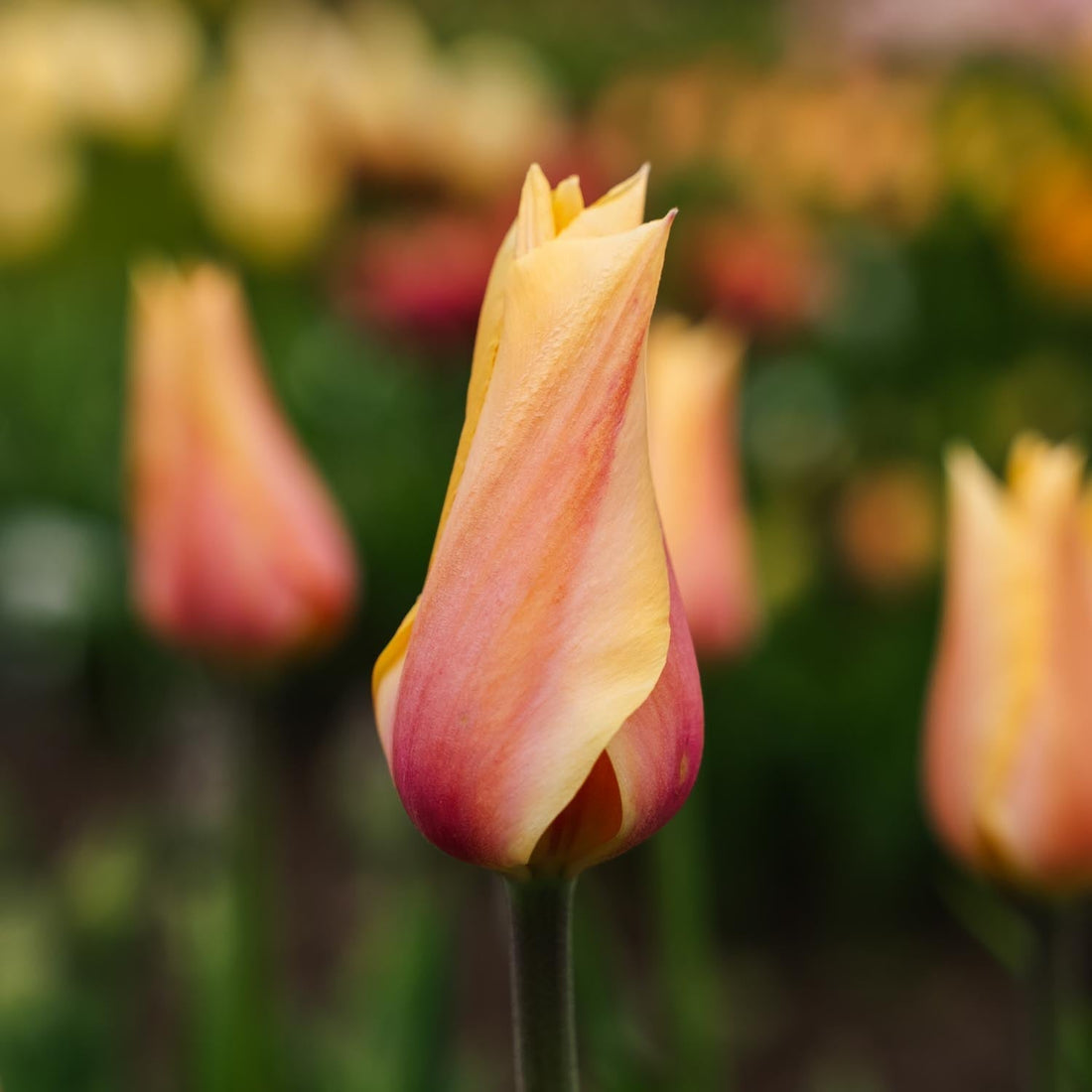 Tulp 'Blushing Lady'