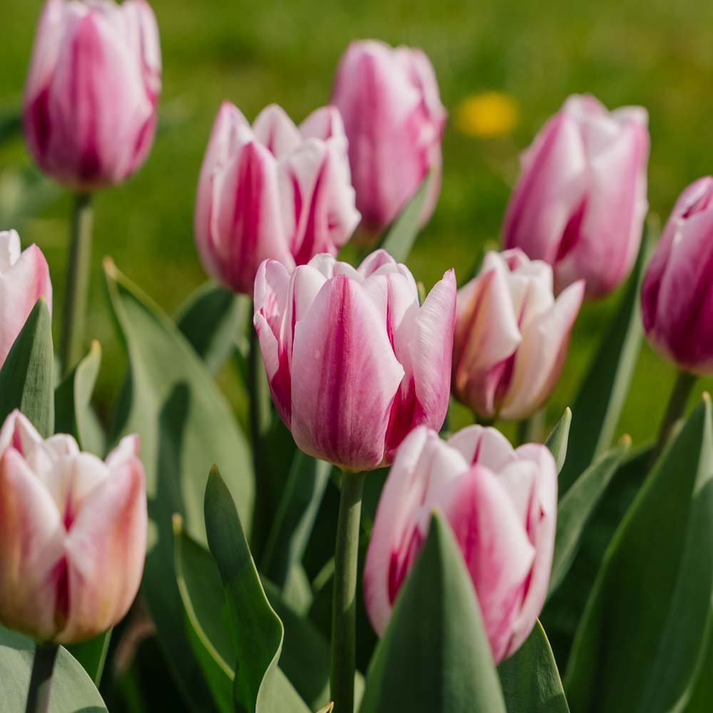 Tulp 'Bojangles'