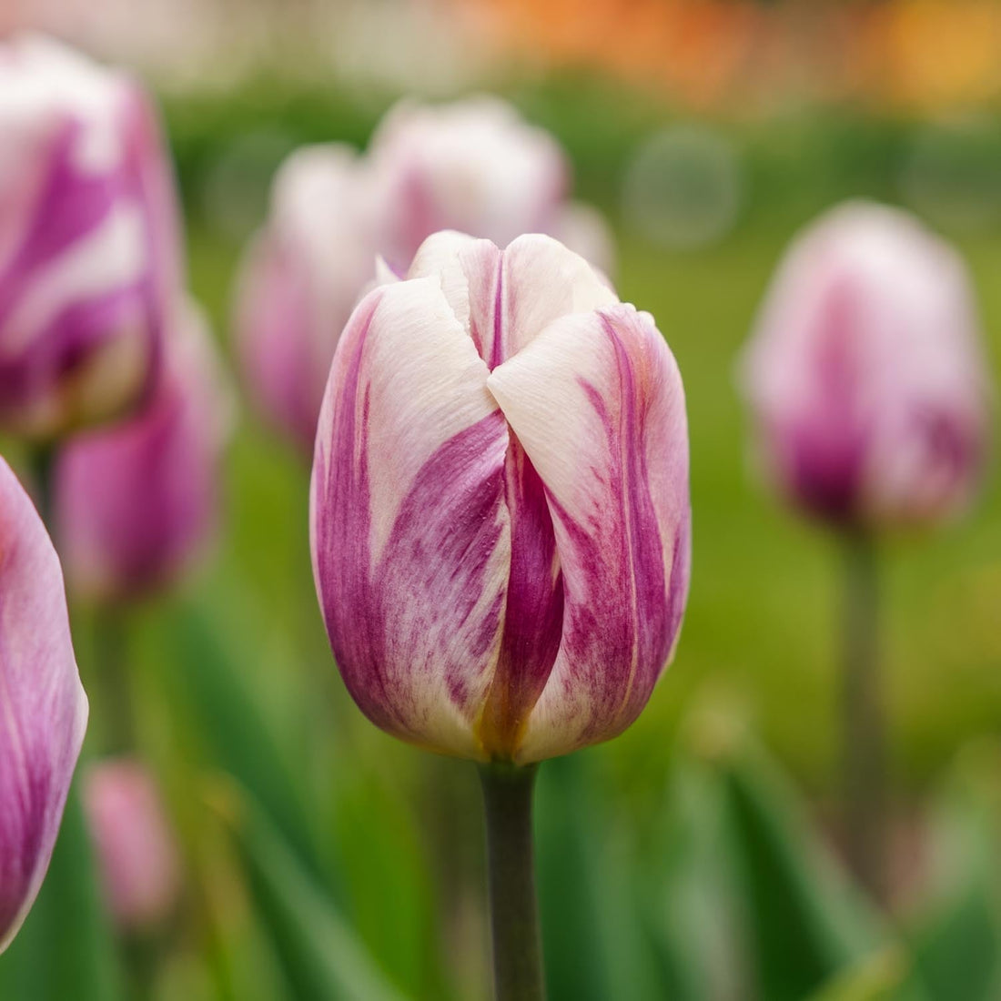 Tulp 'Bojangles'