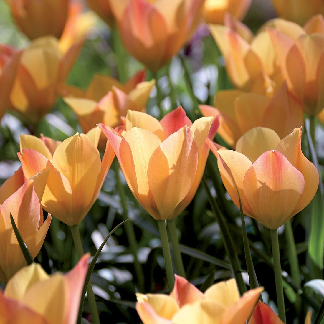 Tulp 'Bright Gem'