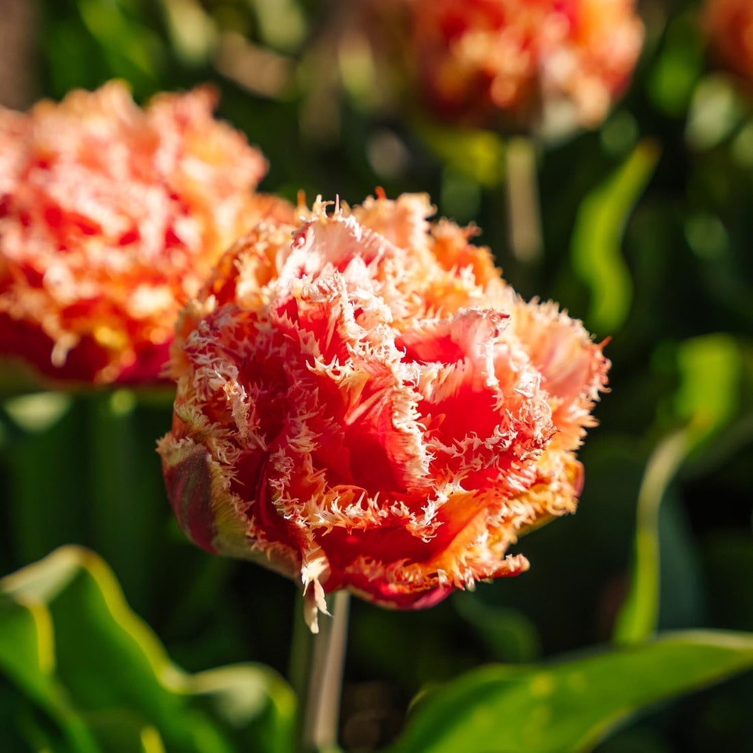 Tulp 'Brisbane'