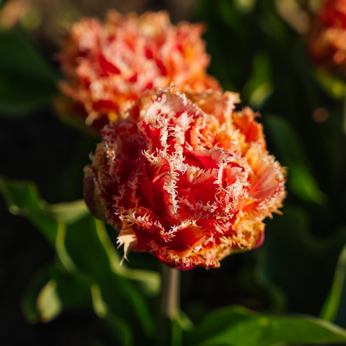 Tulp 'Brisbane'