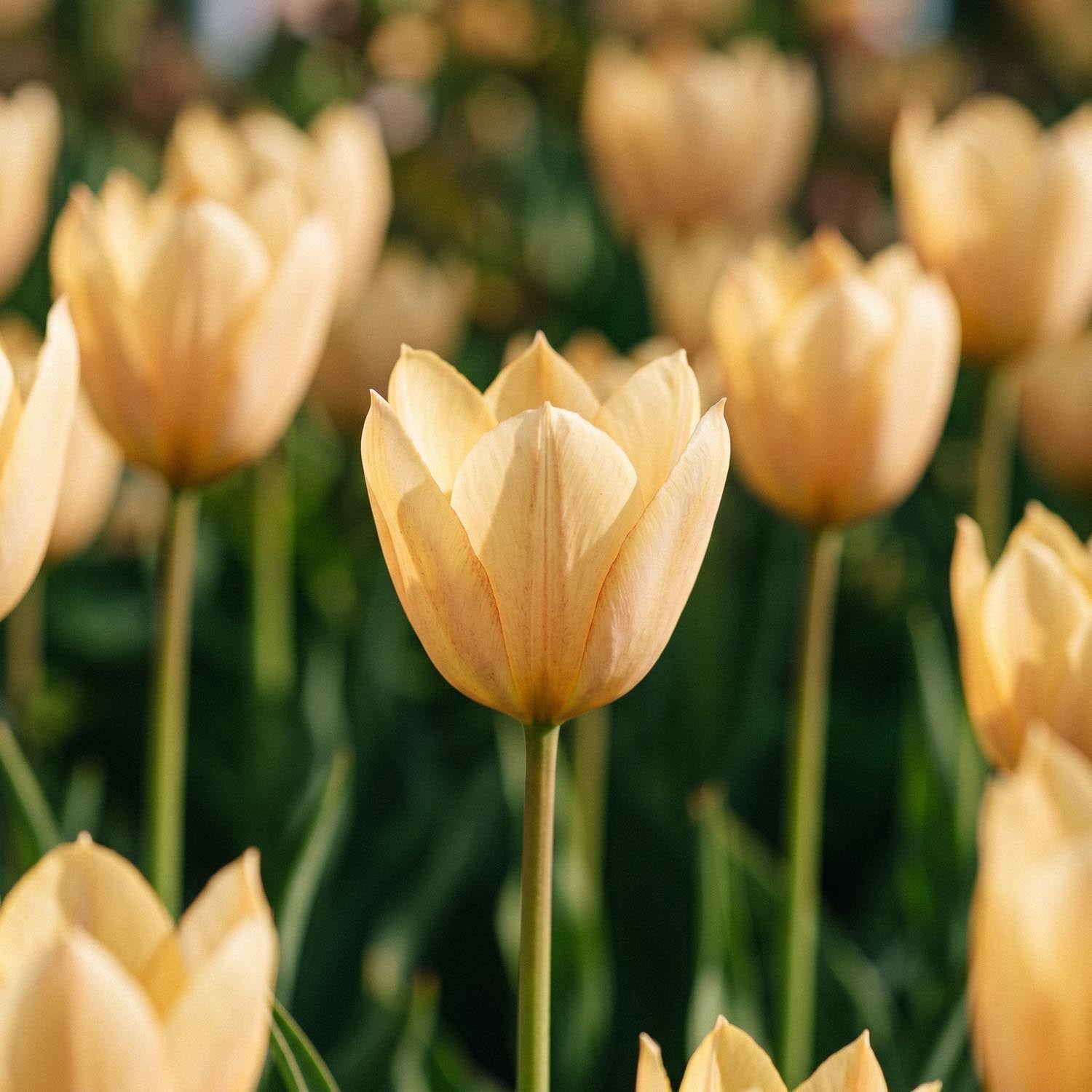 Tulp 'Bronze Charm'