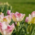 Tulp 'Cabanna'