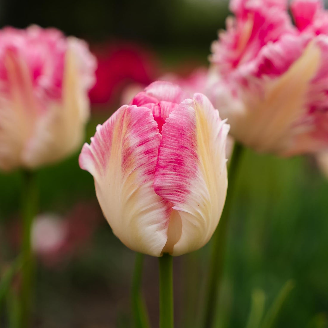 Tulp 'Cabanna'