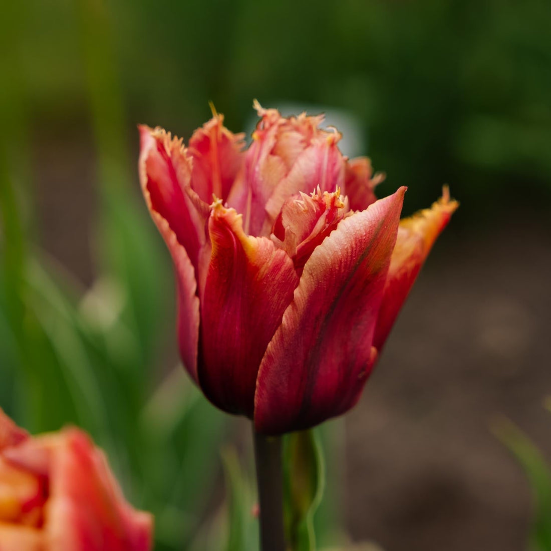 Tulp 'Callahan'