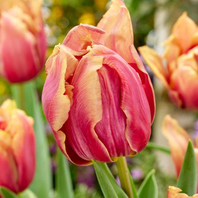 Tulp 'Callahan'
