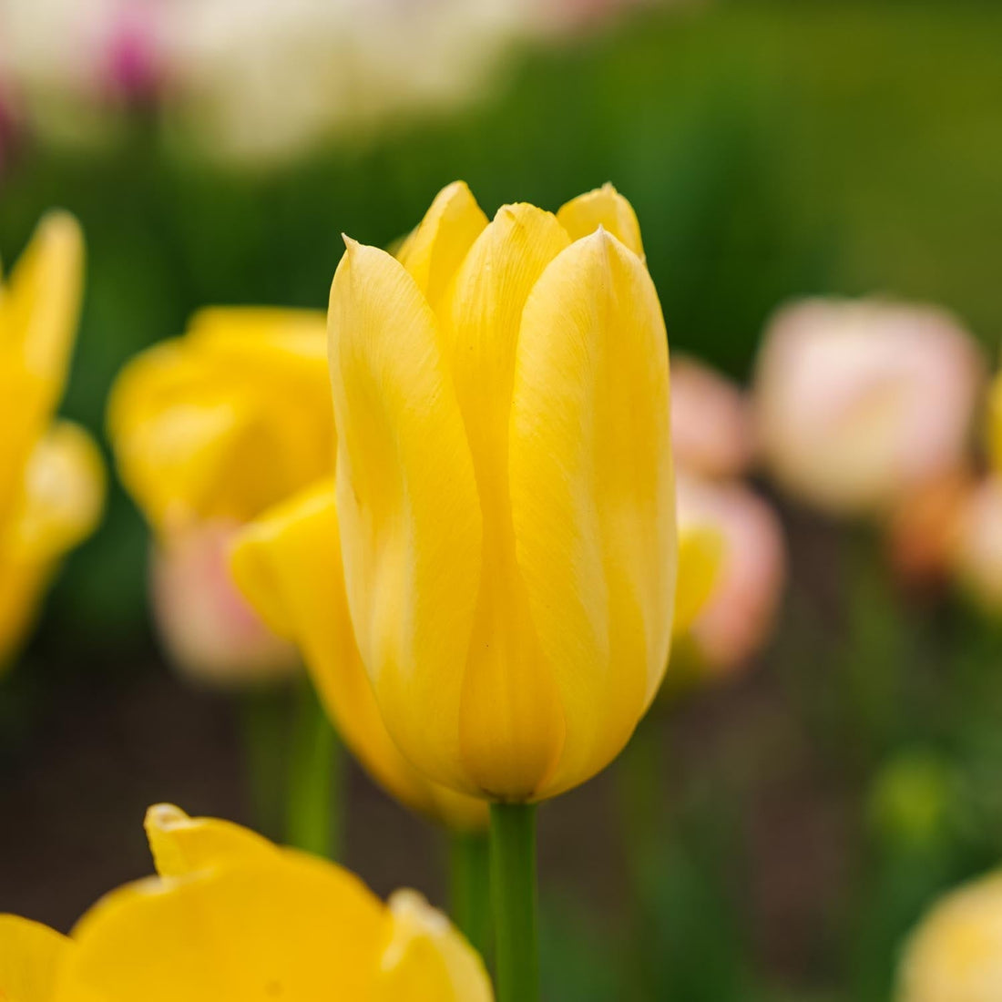 Tulp 'Candela'