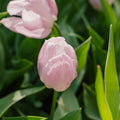 Tulp 'Candy Prince'