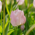 Tulp 'Candy Prince'