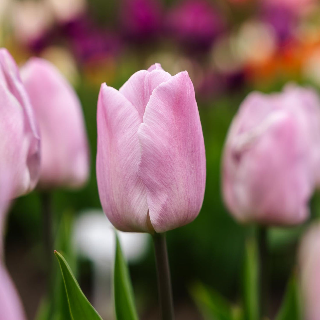 Tulp 'Candy Prince'