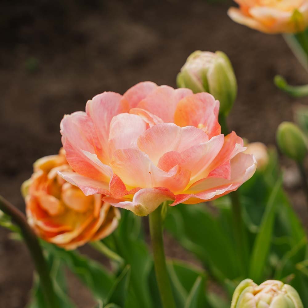Tulp 'Charming Lady'