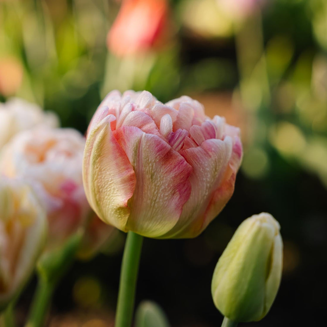 Tulp 'Charming Lady'