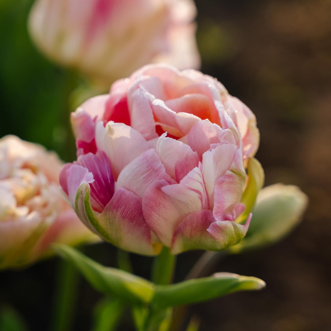 Tulp 'Charming Lady'