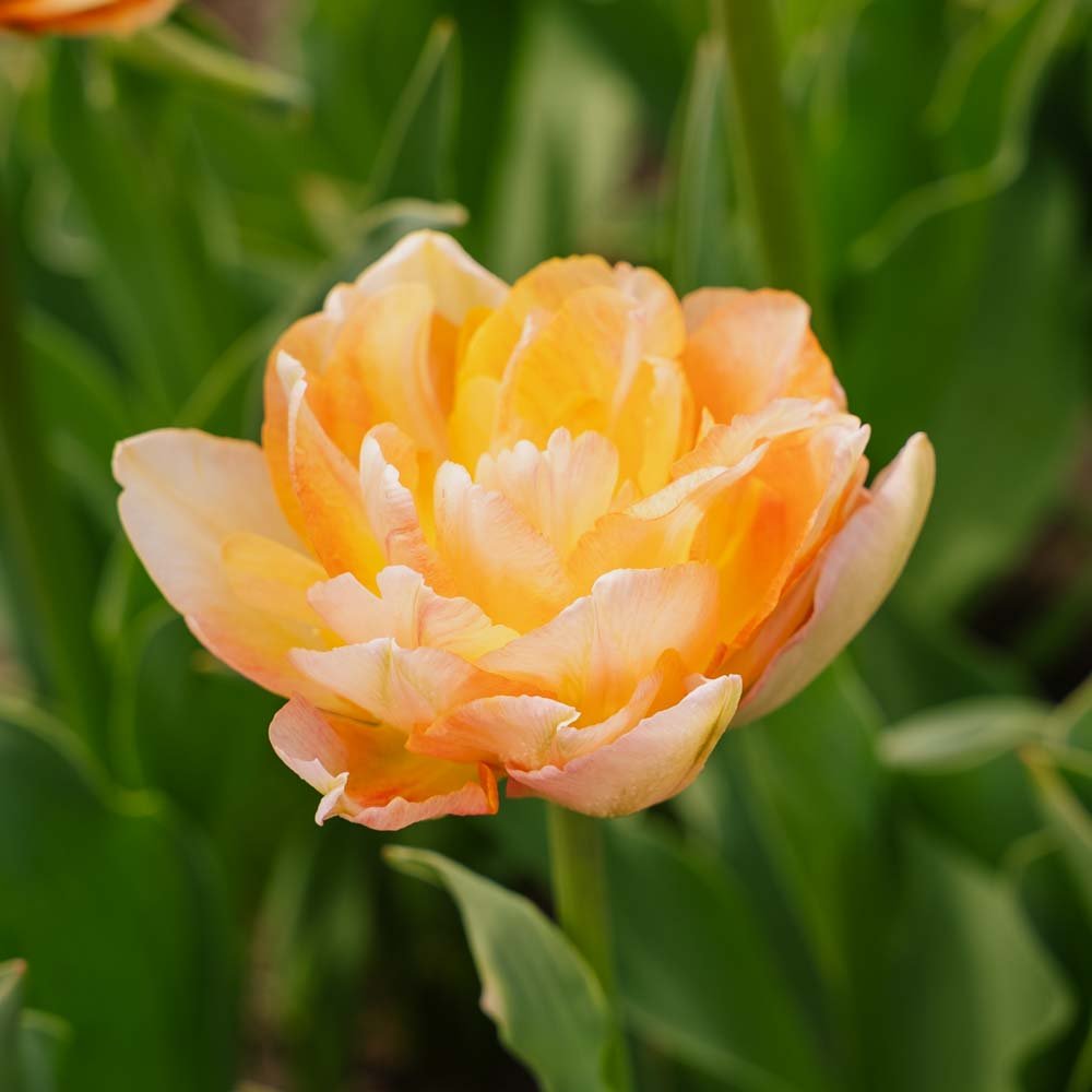 Tulp 'Charming Lady'