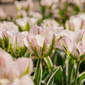 Tulp 'China Town'