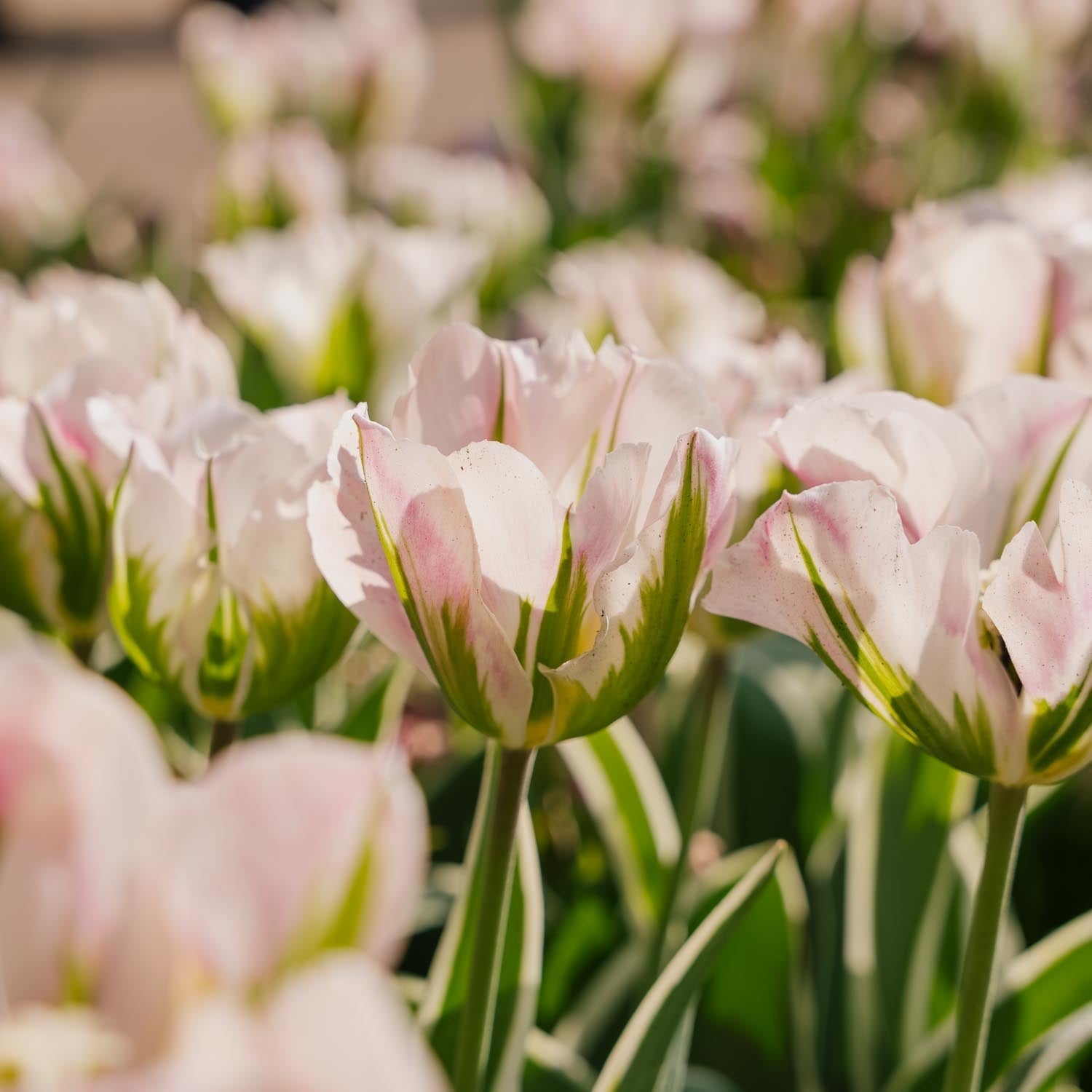 Tulp 'China Town'