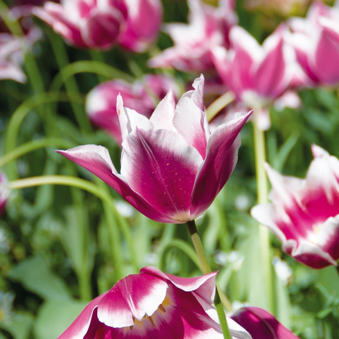 Tulp 'Claudia'