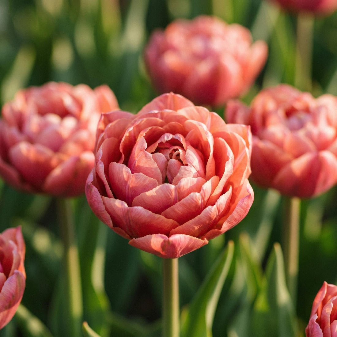Tulp 'Copper Image'
