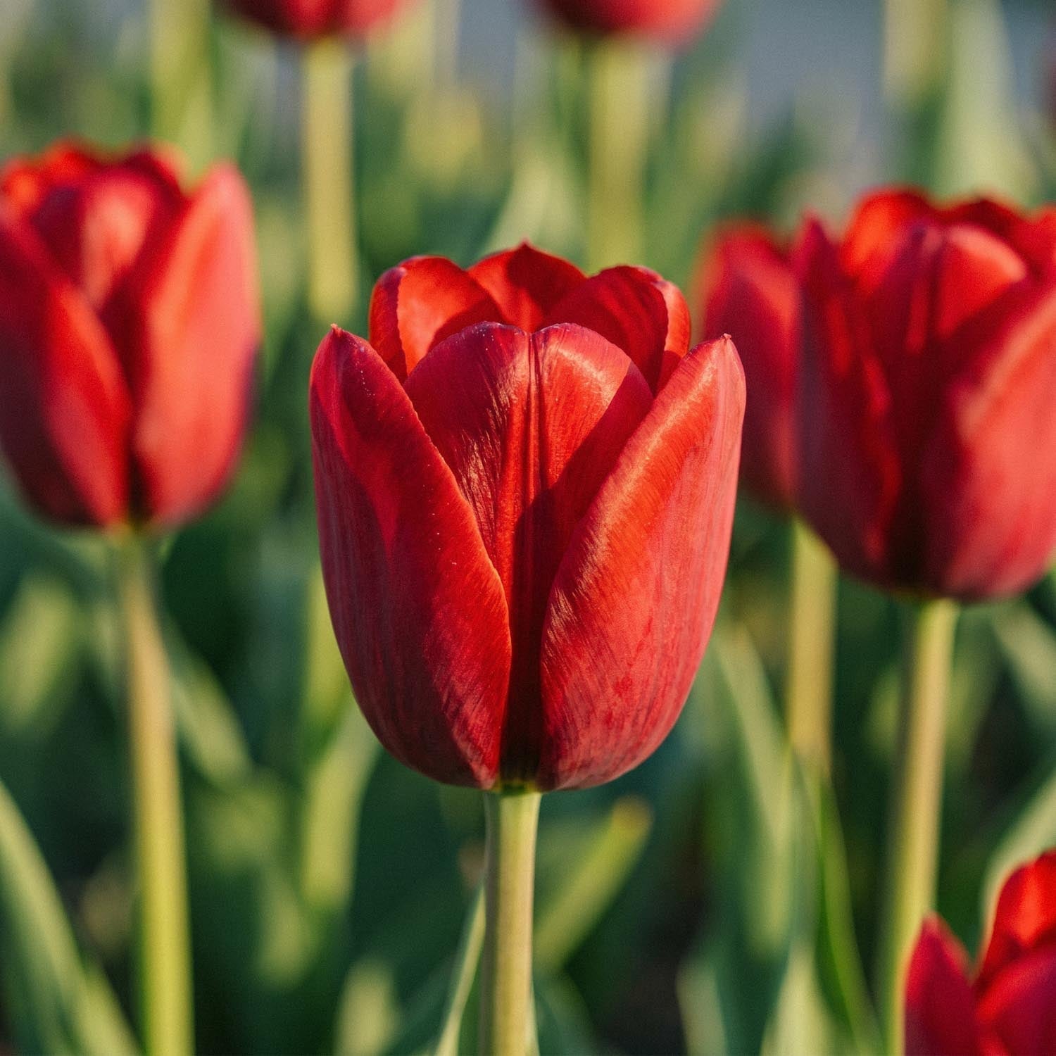 Tulp 'Couleur Cardinal'