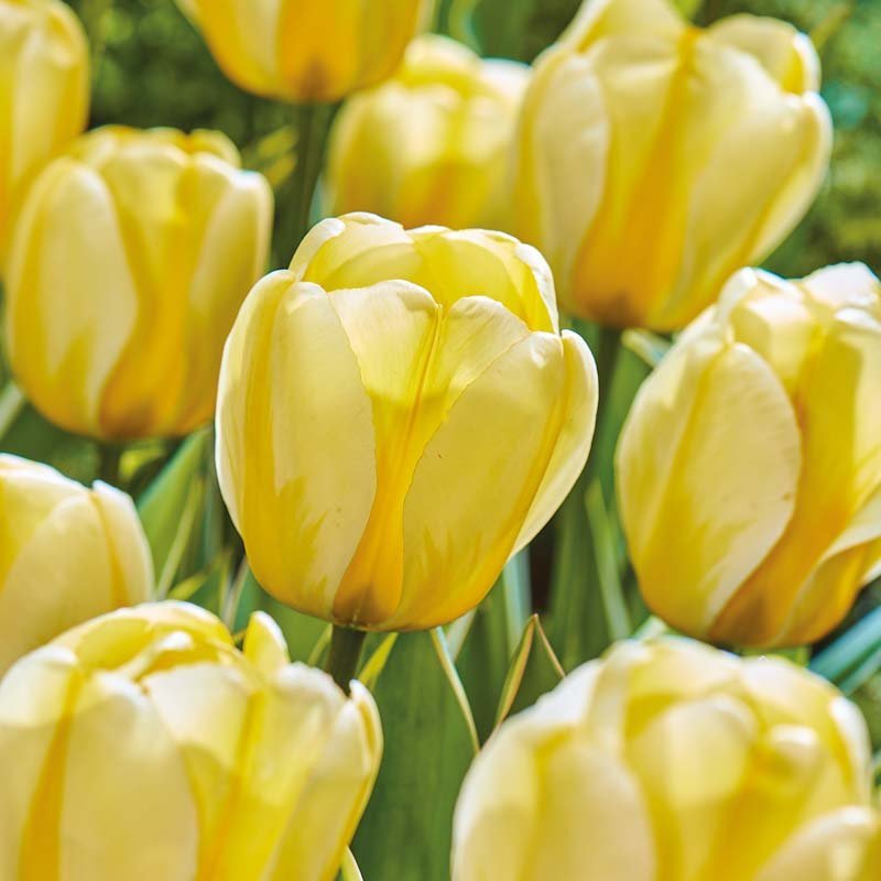 Tulp 'Cream Cocktail'