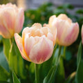 Tulp 'Creme Upstar'