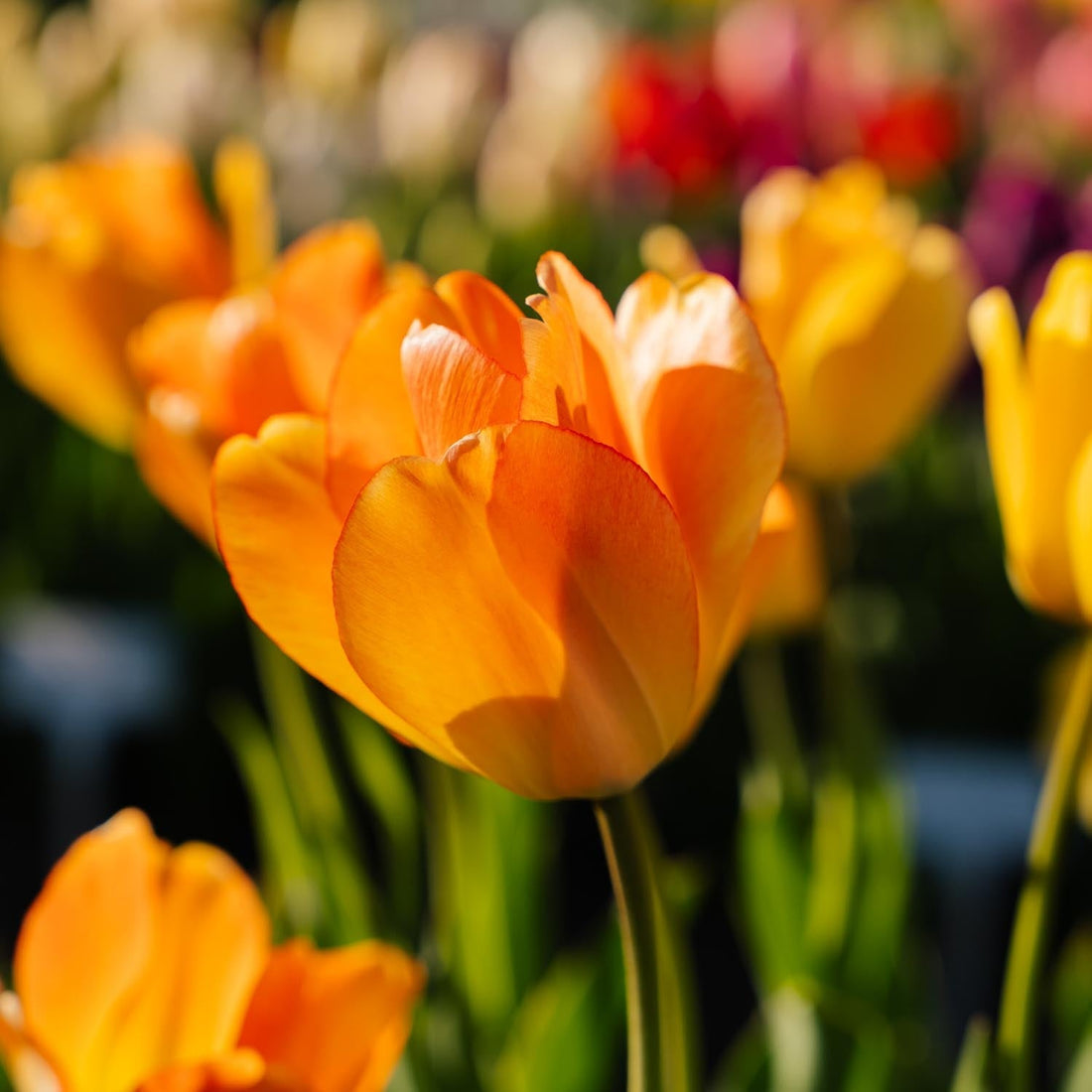 Tulp 'Daydream'
