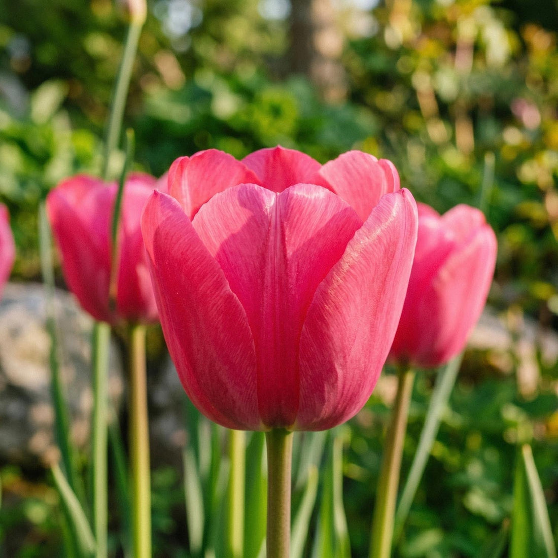 Tulp 'Design Impression'