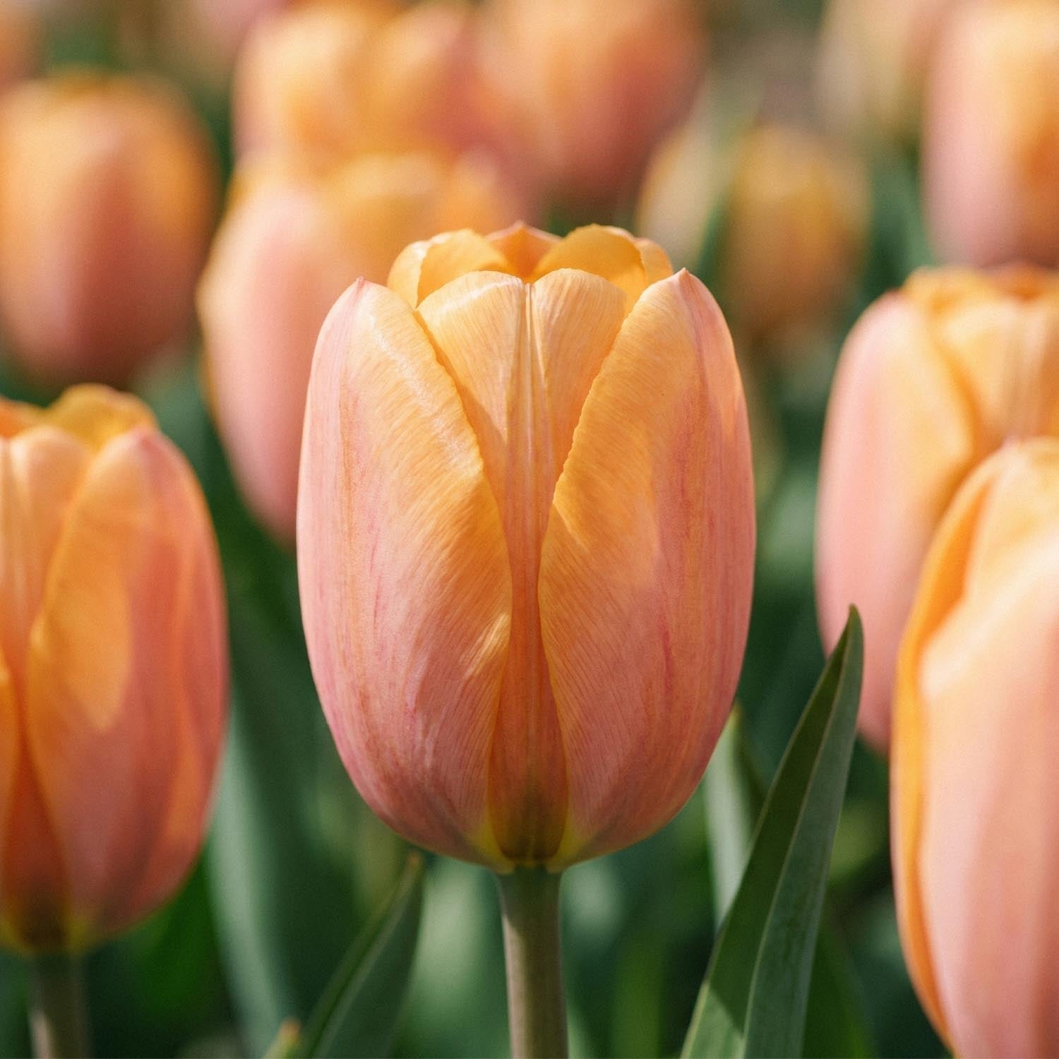 Tulp 'Dordogne'