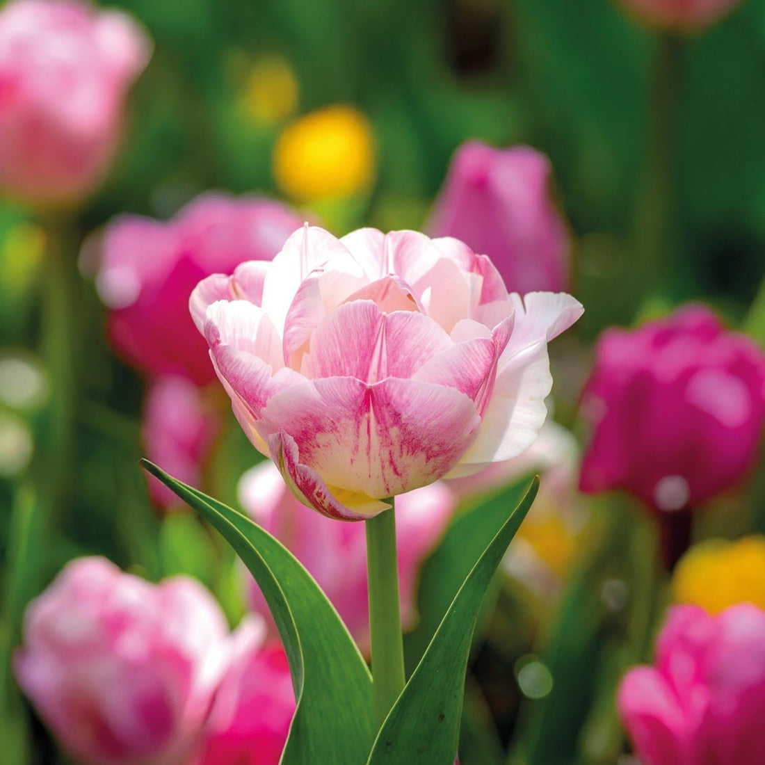 Tulp 'Double Shake'