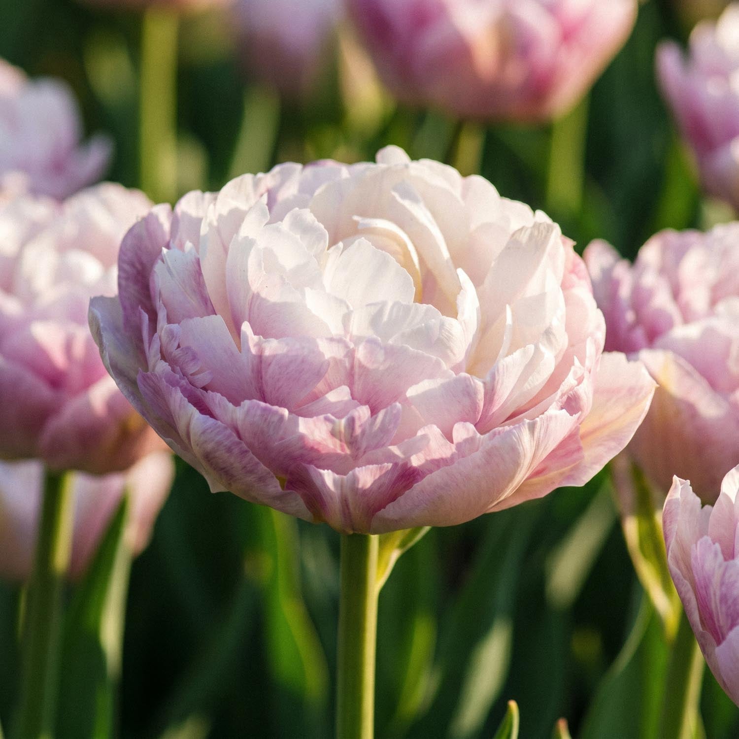 Tulp 'Double Surprise'