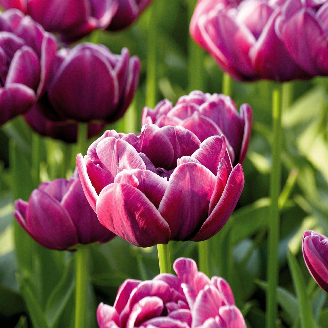 Tulp 'Dream Touch'