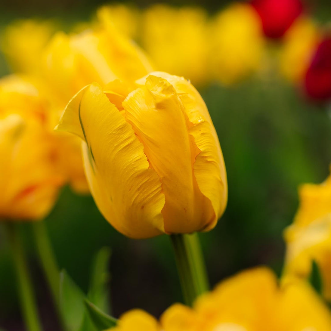 Tulp 'Eagle Wings'