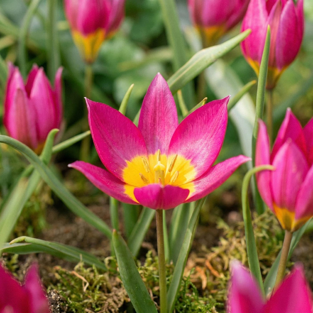 Tulp 'Eastern Star'