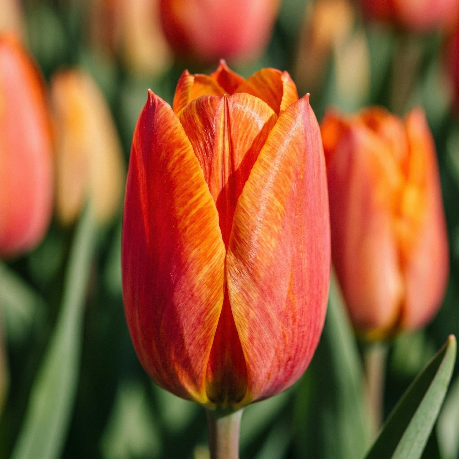 Tulp 'El Nino'