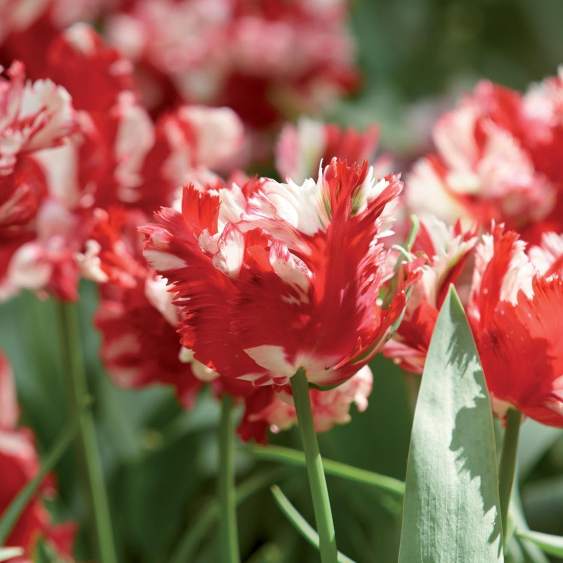 Tulp 'Estella Rijnveld'