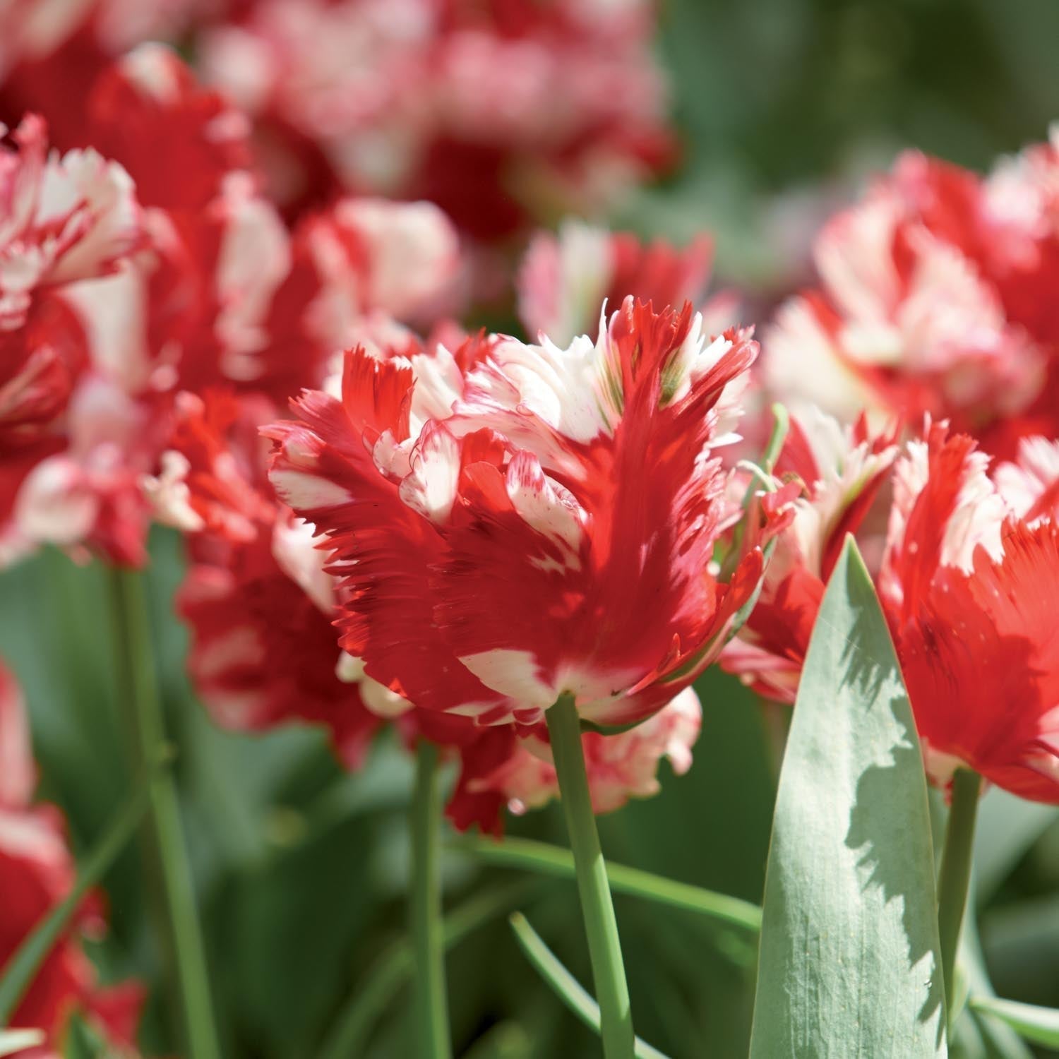 Tulp 'Estella Rijnveld'