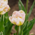 Tulp 'Finola'